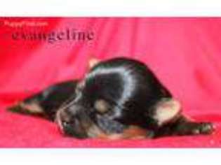 Yorkshire Terrier Puppy for sale in Herman, NE, USA