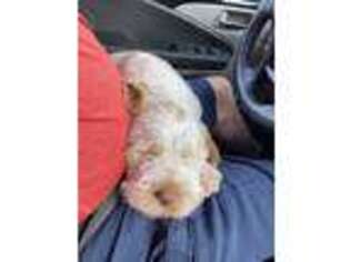 Spinone Italiano Puppy for sale in Casper, WY, USA