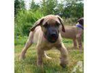 Great Dane Puppy for sale in PORTLAND, OR, USA
