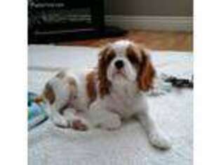 Cavalier King Charles Spaniel Puppy for sale in Campbell, CA, USA