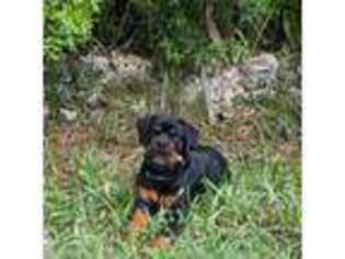 Rottweiler Puppy for sale in Key West, FL, USA