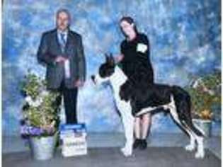 Great Dane Puppy for sale in Fountain, CO, USA