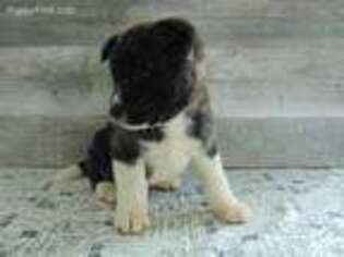 Akita Puppy for sale in Goshen, IN, USA