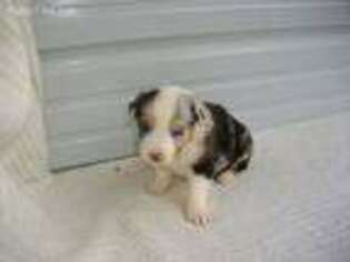 Australian Shepherd Puppy for sale in Clinton, MO, USA