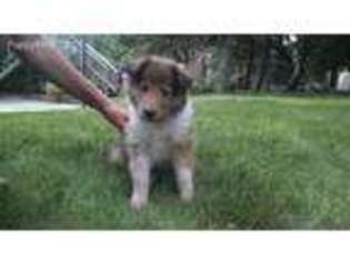 Collie Puppy for sale in Sunburg, MN, USA