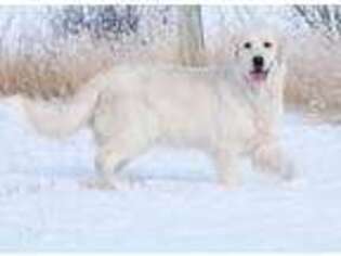 Golden Retriever Puppy for sale in Helena, MT, USA