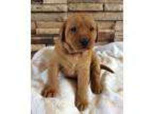 Labrador Retriever Puppy for sale in Spearfish, SD, USA
