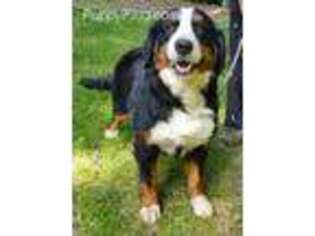 Bernese Mountain Dog Puppy for sale in Waldorf, MD, USA