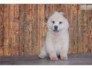 Chow Chow Puppy for sale in Saint George, UT, USA