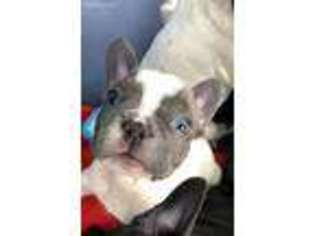 French Bulldog Puppy for sale in Weston, FL, USA