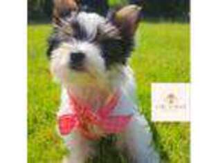 Yorkshire Terrier Puppy for sale in Wilmington, NC, USA