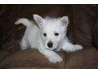 West Highland White Terrier Puppy for sale in Coalgate, OK, USA