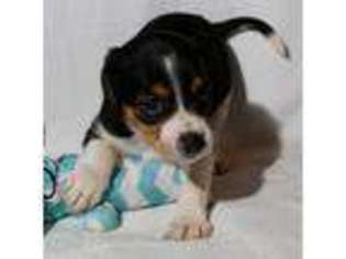 Beagle Puppy for sale in Collegedale, TN, USA
