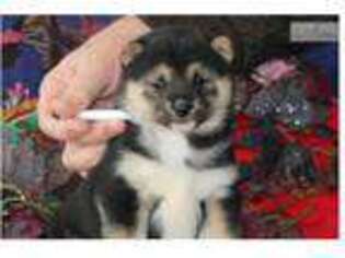 Shiba Inu Puppy for sale in Lancaster, PA, USA