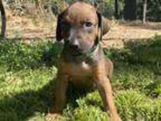 Rhodesian Ridgeback Puppy for sale in Agua Dulce, CA, USA