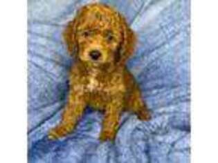 Goldendoodle Puppy for sale in Decatur, GA, USA