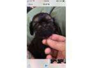 Brussels Griffon Puppy for sale in Memphis, TN, USA