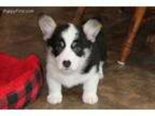 Pembroke Welsh Corgi Puppy for sale in Ethan, SD, USA