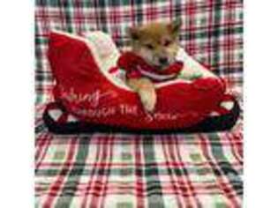 Shiba Inu Puppy for sale in Phillipsburg, NJ, USA