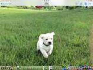 Labrador Retriever Puppy for sale in Catawba, VA, USA