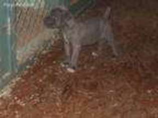 Cane Corso Puppy for sale in Richmond, VA, USA
