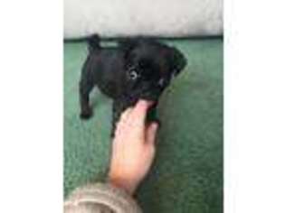 Pug Puppy for sale in Ashland, KY, USA