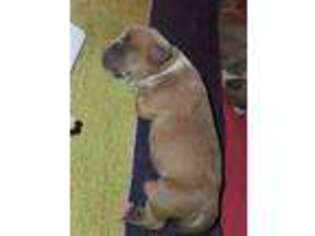 Mutt Puppy for sale in Englewood, NJ, USA