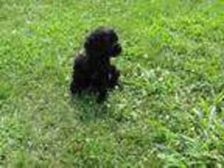Cocker Spaniel Puppy for sale in Moores Hill, IN, USA