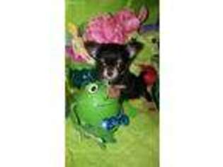 Chihuahua Puppy for sale in Drakes Branch, VA, USA
