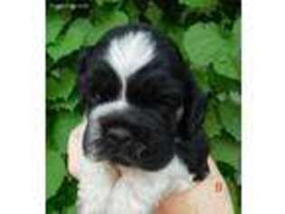 Cocker Spaniel Puppy for sale in Ontario, OR, USA