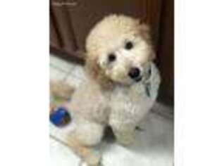 Goldendoodle Puppy for sale in Montgomery, AL, USA