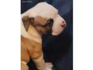 Olde English Bulldogge Puppy for sale in Capitol Heights, MD, USA