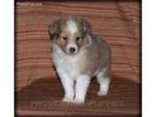 Shetland Sheepdog Puppy for sale in Wayland, IA, USA