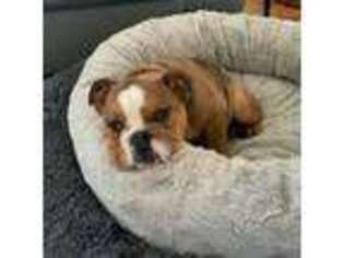 Bulldog Puppy for sale in North Wilkesboro, NC, USA