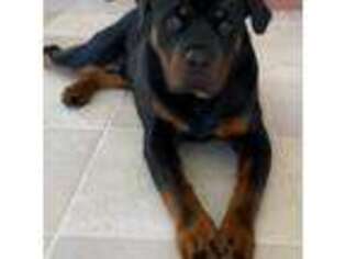 Rottweiler Puppy for sale in Naples, FL, USA