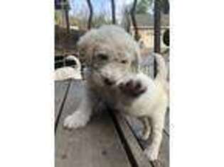 Labradoodle Puppy for sale in Bonita, CA, USA