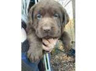 Labrador Retriever Puppy for sale in Roanoke, VA, USA