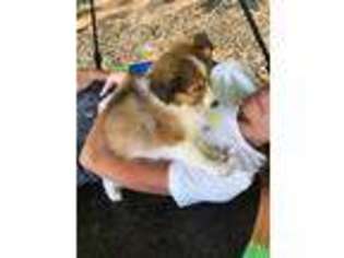 Shetland Sheepdog Puppy for sale in Saranac, MI, USA