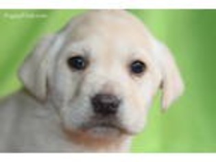 Labrador Retriever Puppy for sale in Novelty, MO, USA