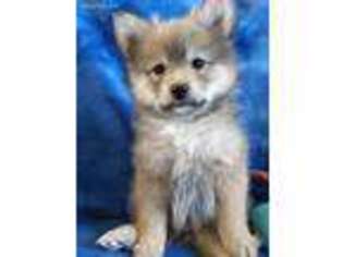 Pomeranian Puppy for sale in Wichita, KS, USA