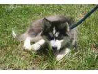Siberian Husky Puppy for sale in Unionville, VA, USA