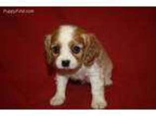Cavalier King Charles Spaniel Puppy for sale in Mulberry, AR, USA