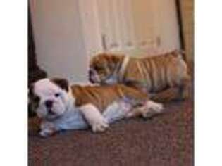 Bulldog Puppy for sale in Bethel, PA, USA