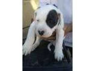 Dogo Argentino Puppy for sale in Norco, CA, USA
