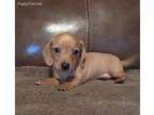 Dachshund Puppy for sale in Iredell, TX, USA