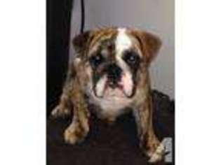 Bulldog Puppy for sale in WESTOVER, PA, USA