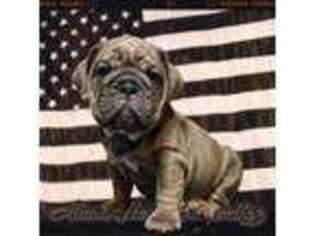 Bulldog Puppy for sale in Barrackville, WV, USA