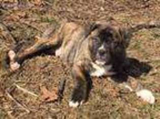 Mutt Puppy for sale in Irwin, PA, USA