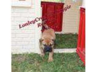 Bullmastiff Puppy for sale in Huntsville, AR, USA
