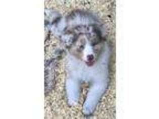 Australian Shepherd Puppy for sale in Center Point, TX, USA